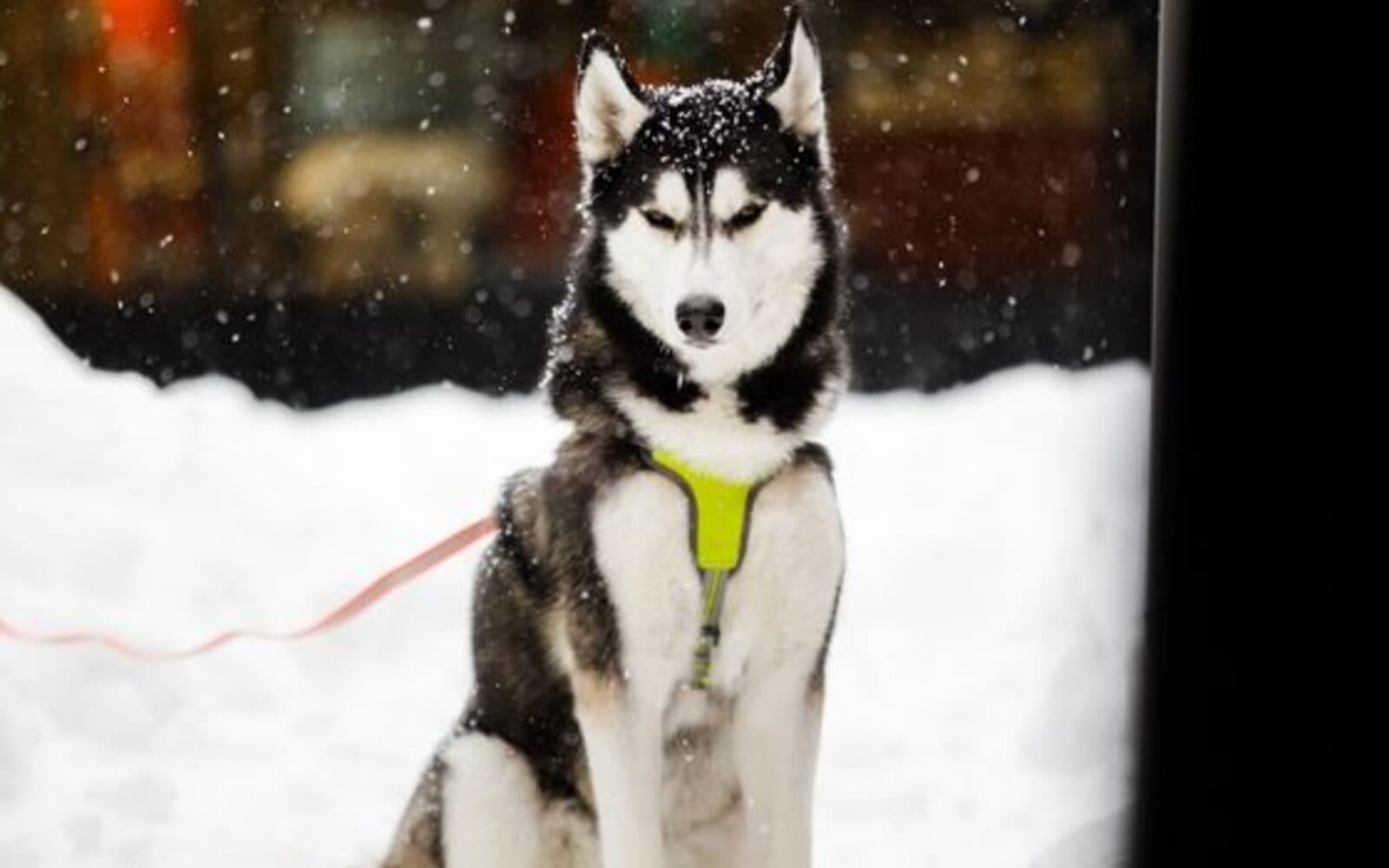 Chien husky dans la neige fraîche au cœur du domaine des 3 Vallées à Méribel