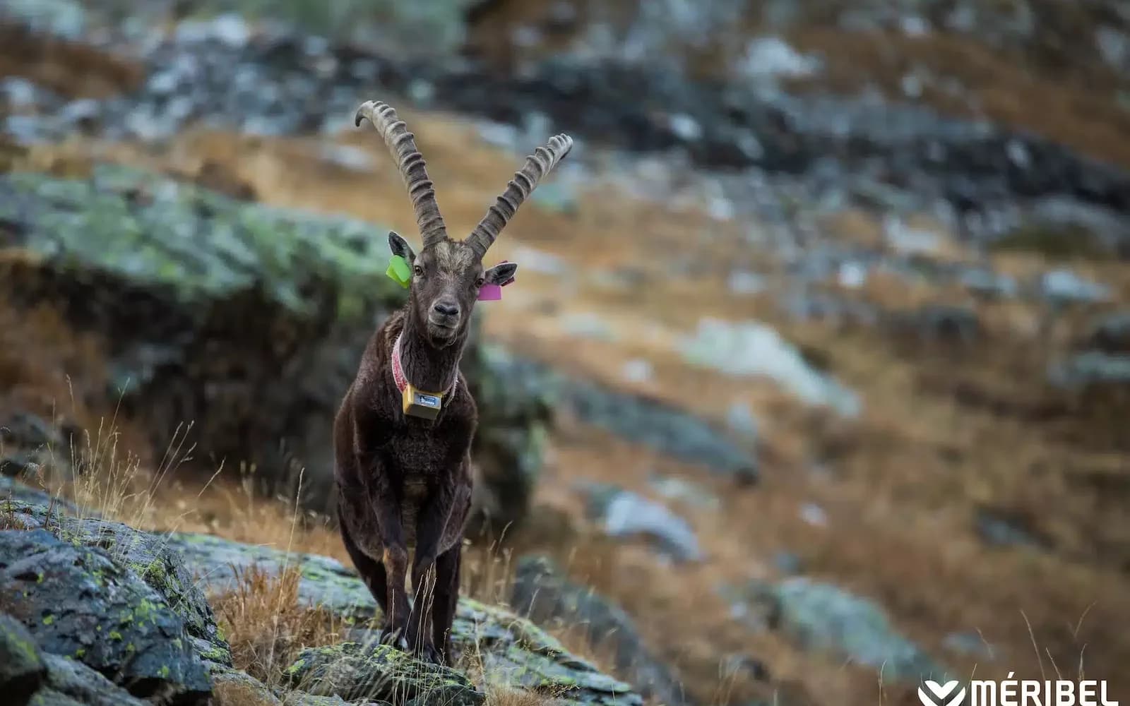 Lac de Tueda dans la réserve naturelle de Méribel-Mottaret avec la faune alpine environnante