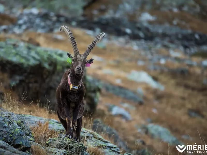 Chamois dans les alpages de Méribel